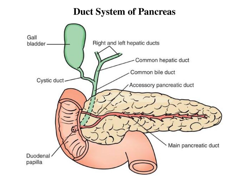 Alimentos perjudiciales para el pancreas